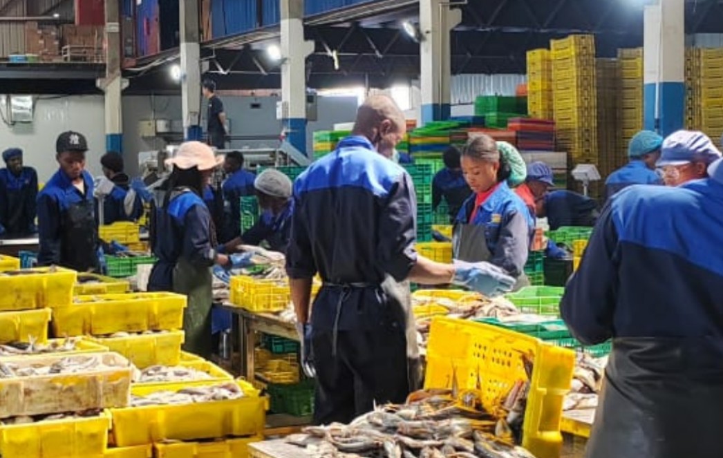Processamento de pescado em fábrica